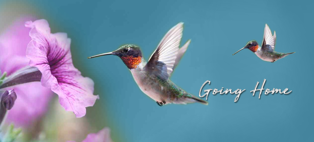 Humming Bird 2 (Going Home) PROOF